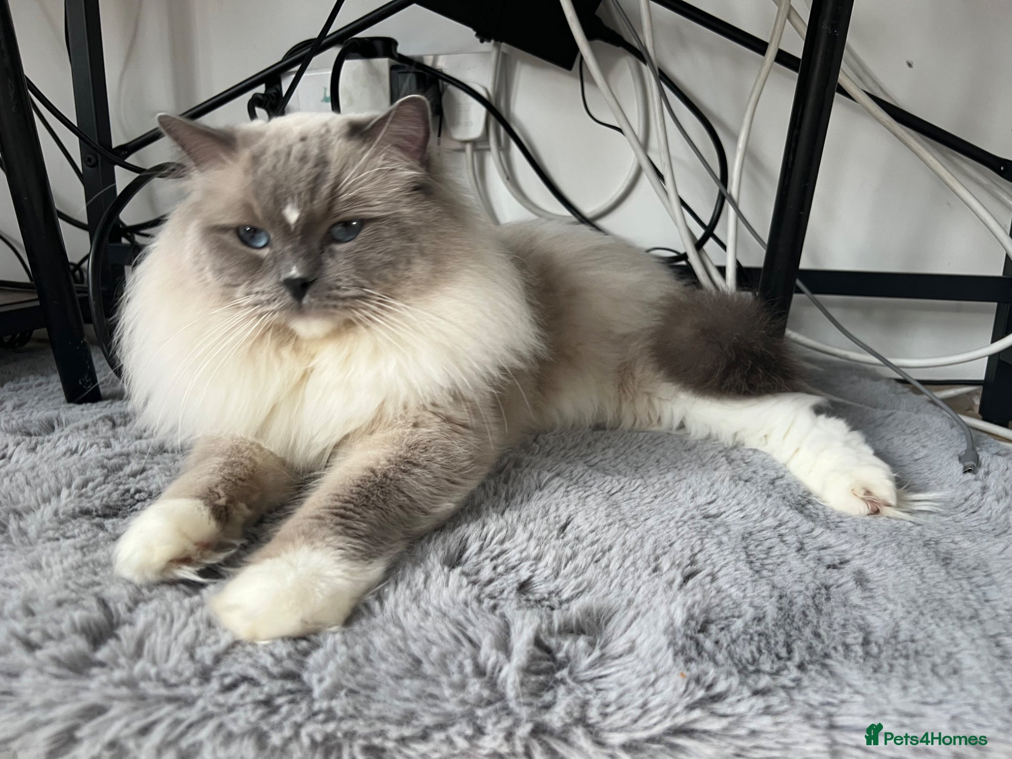 Ragdoll cats Male Ragdoll pure breed.  - Advert 1
