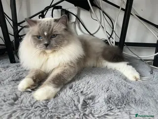Ragdoll cats Male Ragdoll pure breed. - Advert 1