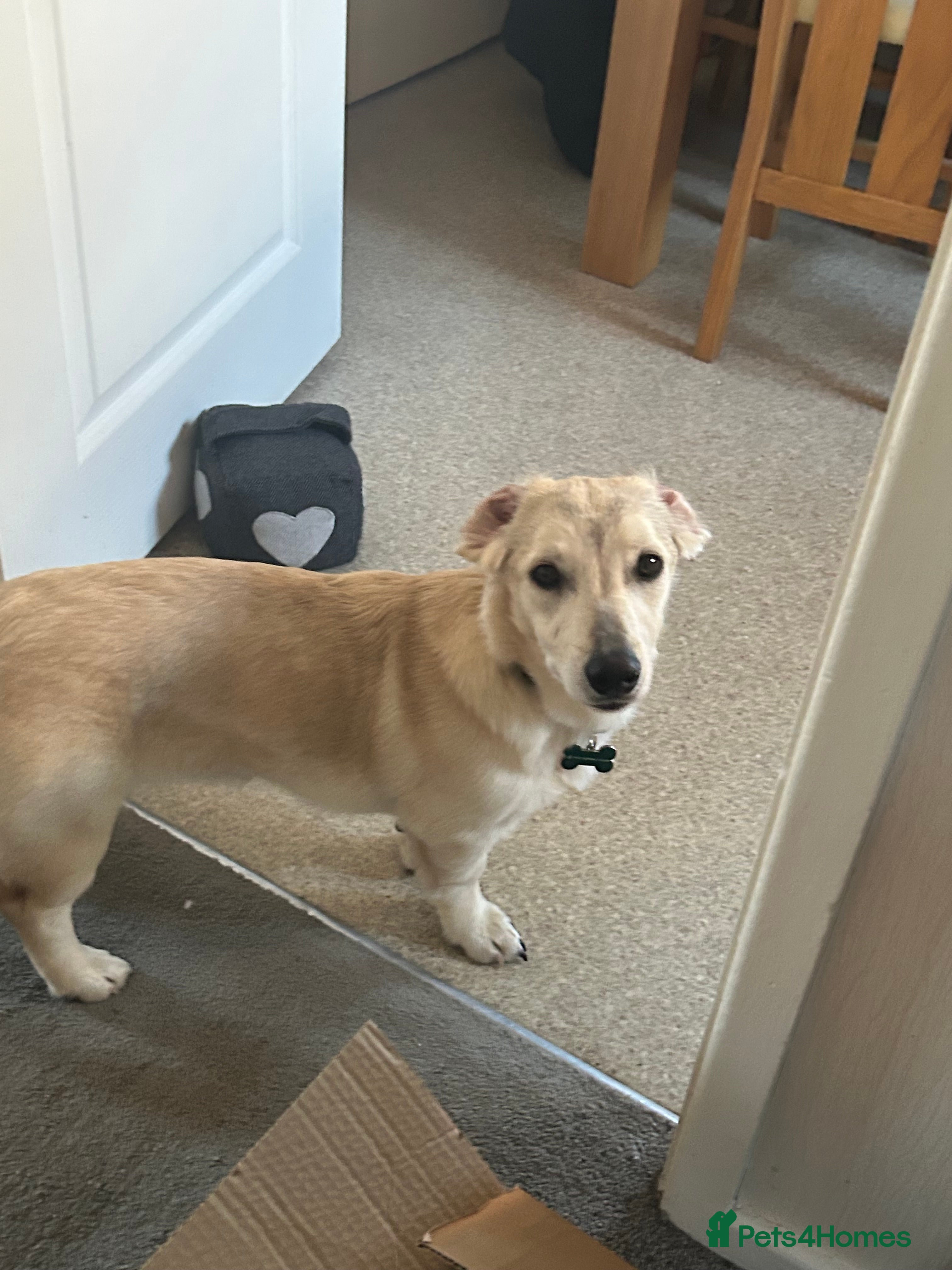 Mixed Breed dogs ROXANNE - Advert 3