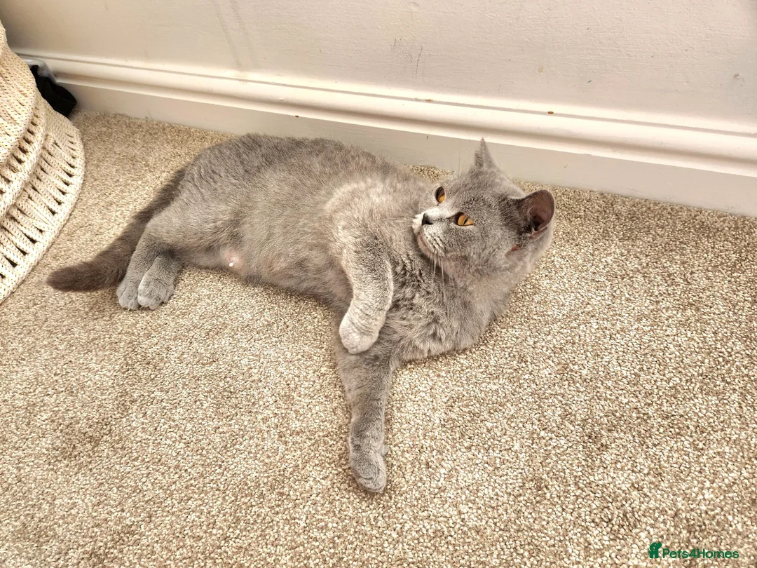 British Shorthair cats for sale: Silver Champion Line British Shorthair - Advert 25