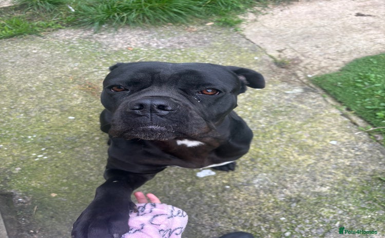 Cane Corso dogs - Advert 1