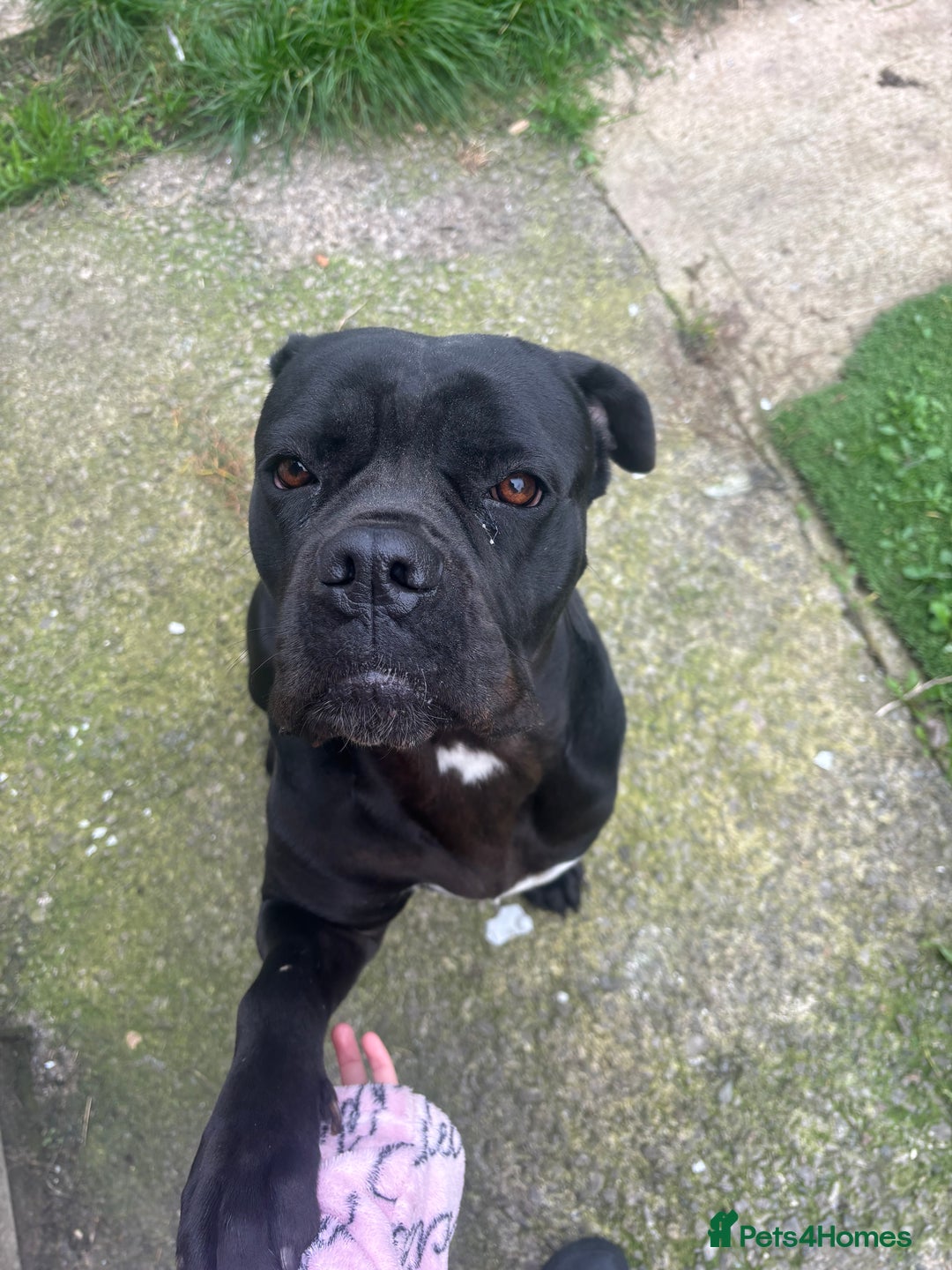 Cane Corso dogs for sale: Cane corso  - Image 1