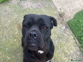 Cane Corso dogs - Advert 10