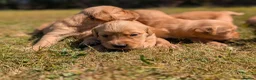Golden Retriever dogs for sale: KC Working Golden Retriever Puppies in Launceston - Advert 3