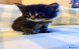 Maine Coon cats for sale: 5 week old Pure Bred Maine Coons for sale. - Image 14