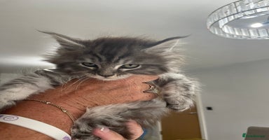 Maine Coon cats - Advert 1