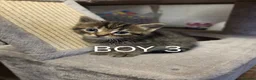 Mixed Breed cats for sale: Kittens for sale in Rhyl - Advert 7
