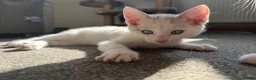 Mixed Breed cats for sale: Bengal mix  in Rhyl - Advert 9