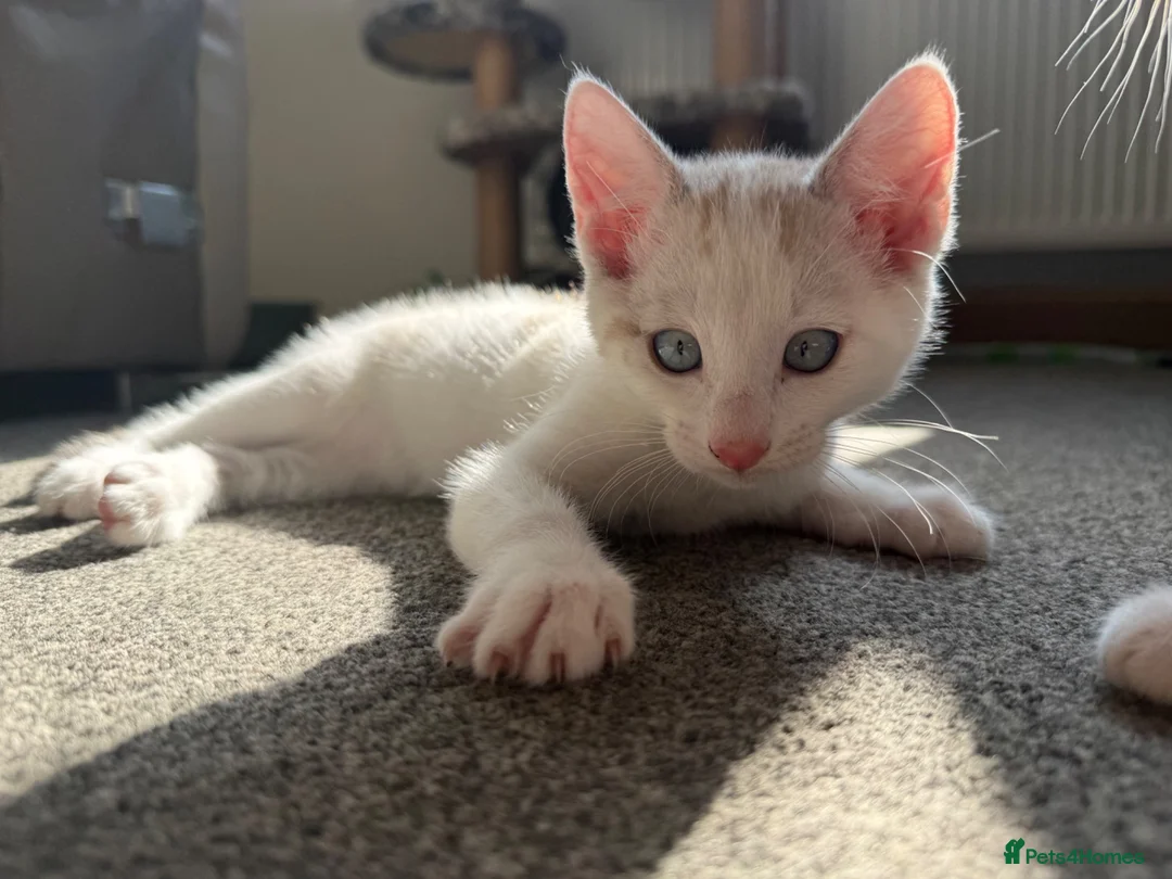 Mixed Breed cats for sale: Bengal mix  in Rhyl - Advert 9