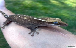 Gecko reptiles for sale: Mix of new Caledonian Geckos - Image 9