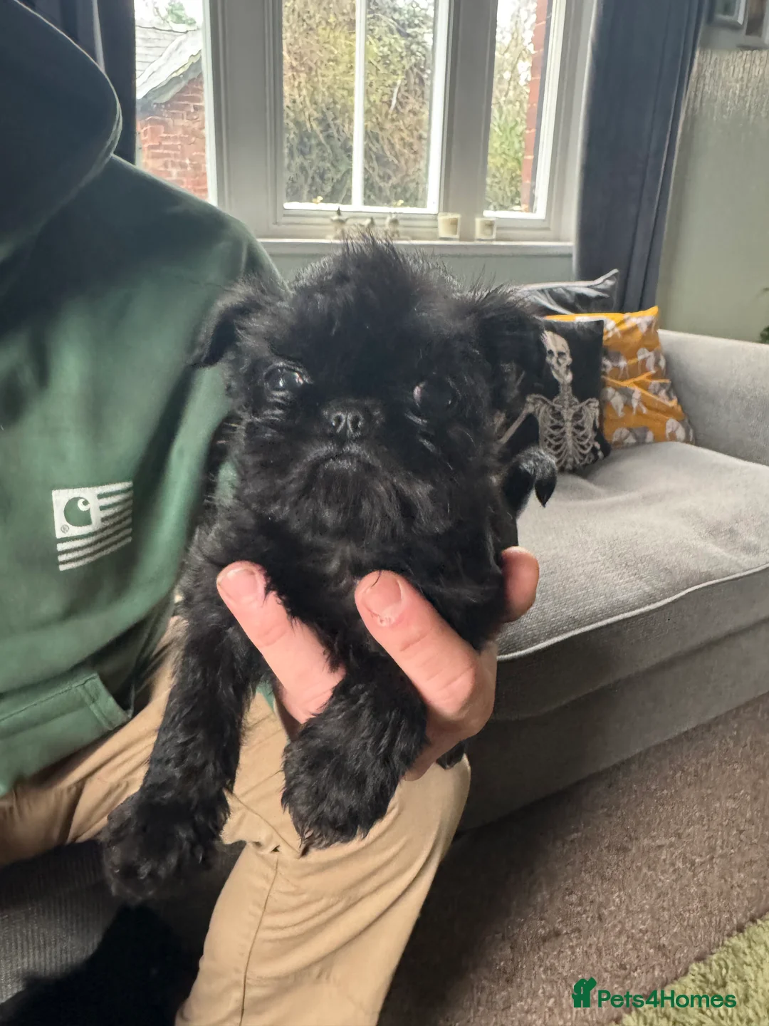 Griffon Bruxellois dogs for sale: Beautiful Rough coated Brussels Griffons  - Advert 7