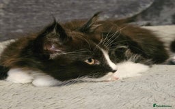 Maine Coon cats for sale: Maine Coon X kittens - Image 1
