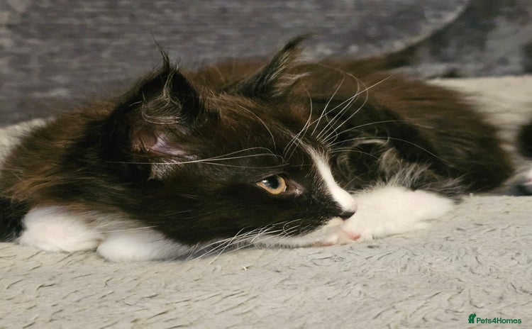 Maine Coon cats - Advert 1