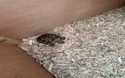 Hermann Tortoise reptiles for sale: Tortoise bought in June for sale - Image 2