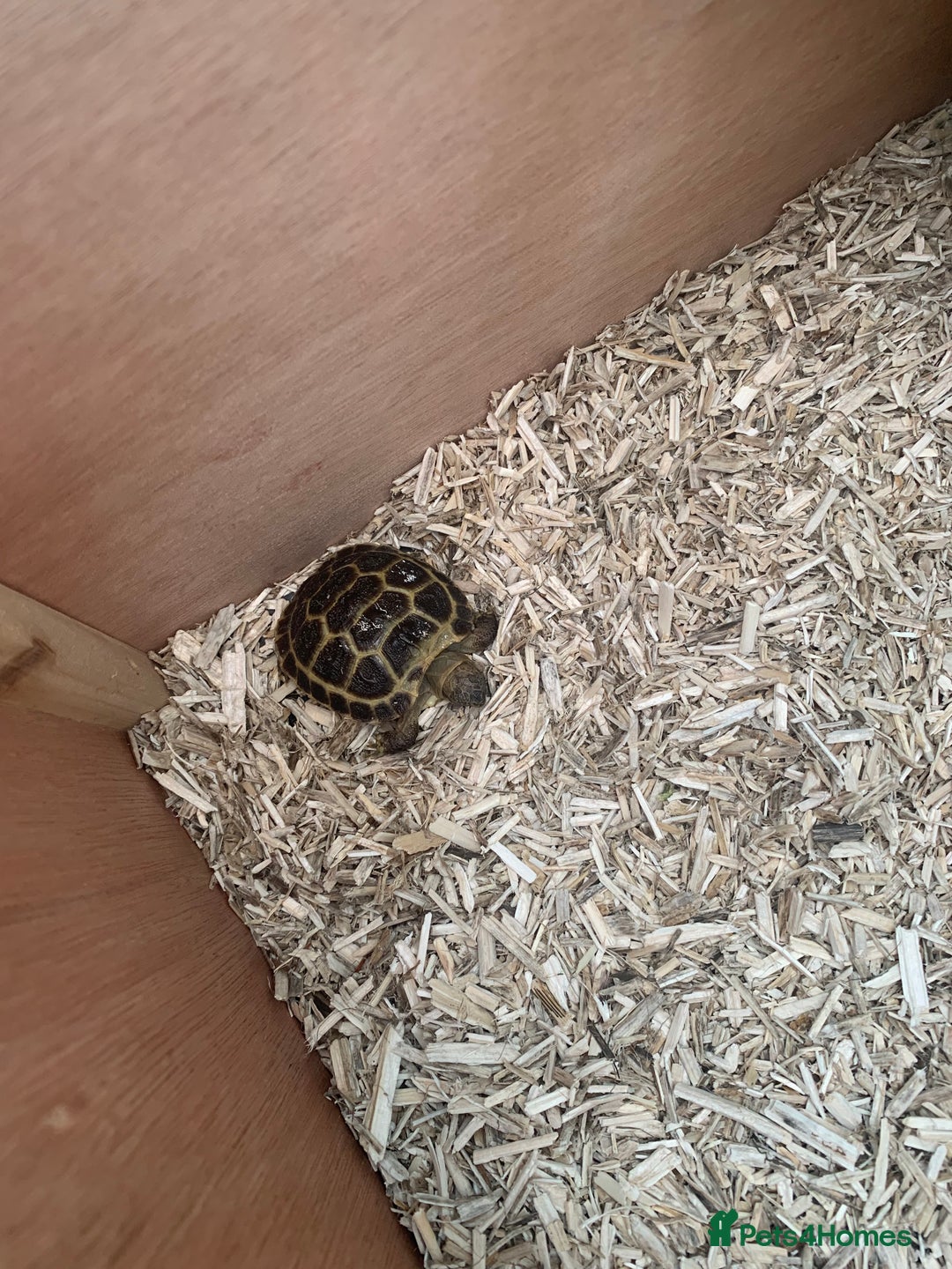 Hermann Tortoise reptiles for sale: Tortoise bought in June for sale - Image 2