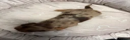 Miniature Dachshund dogs for sale: Long haired dachshund puppies - Advert 17