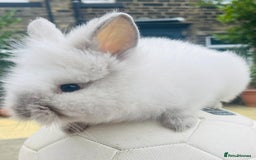 Lionhead rabbits for sale: White Lion head Rabbit - Image 4