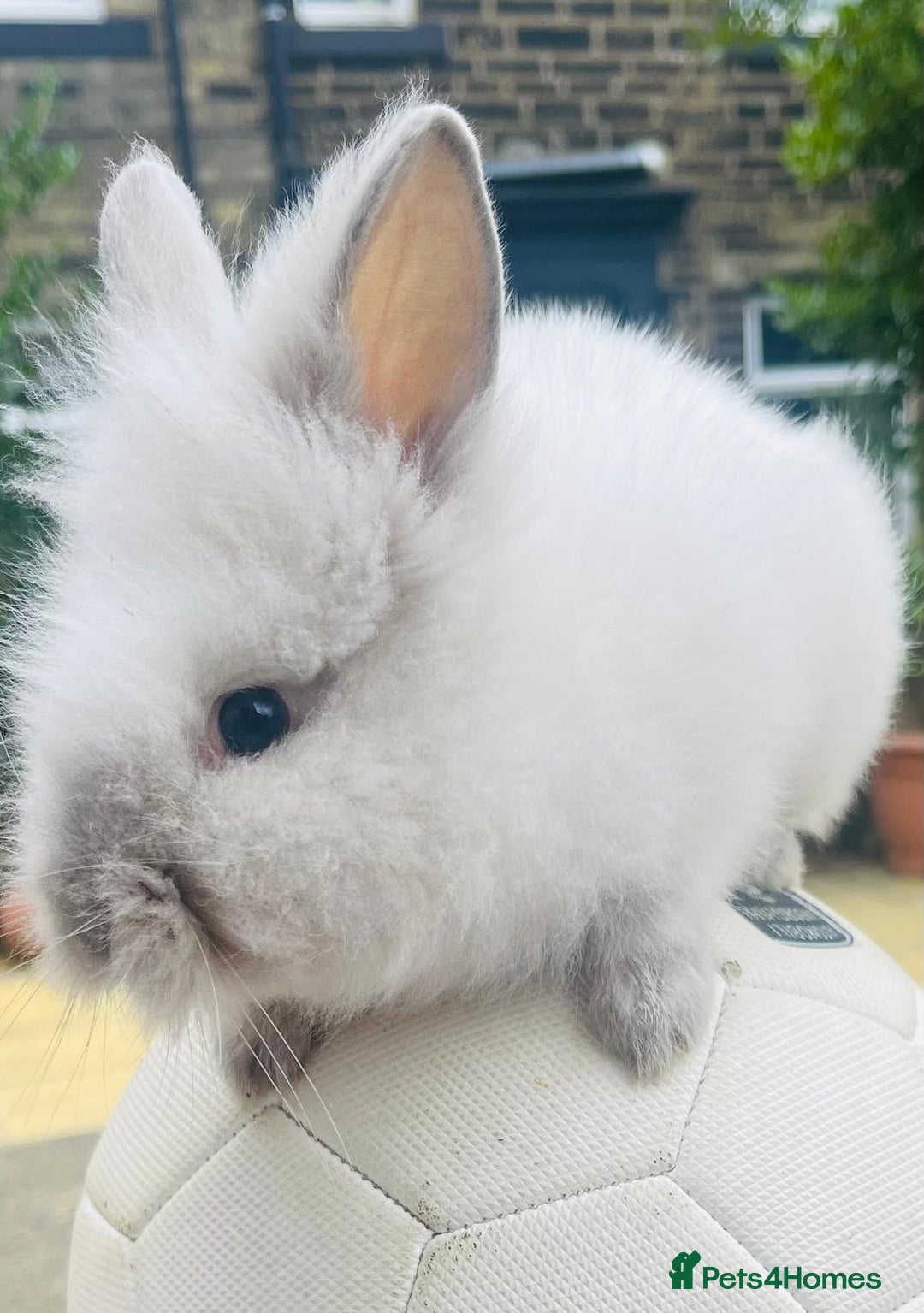 Lionhead rabbits for sale: White Lion head Rabbit - Image 4