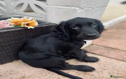 Cocker Spaniel dogs for sale: Cocker Spaniel Puppy  - Advert 1