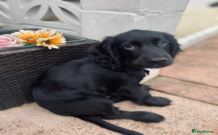 Cocker Spaniel dogs Cocker Spaniel Puppy  - Advert 1