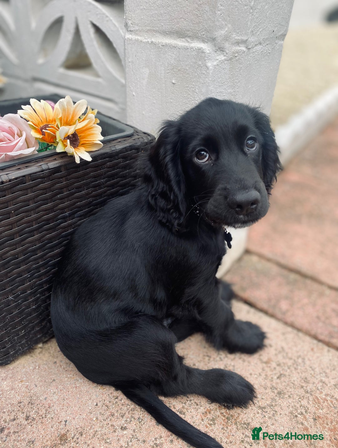 Cocker Spaniel dogs for sale: Cocker Spaniel Puppy  - Advert 1