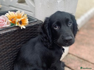 Cocker Spaniel dogs for sale: Cocker Spaniel Puppy - Advert 1