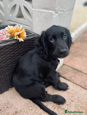 Cocker Spaniel dogs Cocker Spaniel Puppy - Advert 2