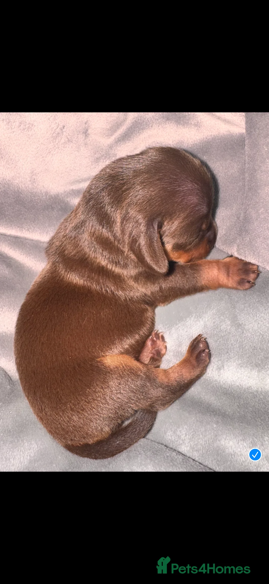 Miniature Dachshund dogs for sale: Because dachshund babies - Advert 17