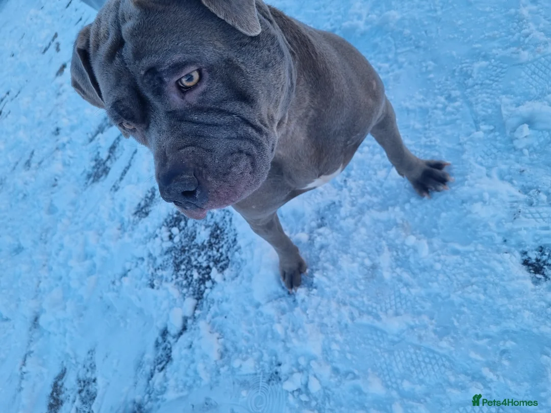 Mixed Breed dogs for sale: Staff x  - Advert 2