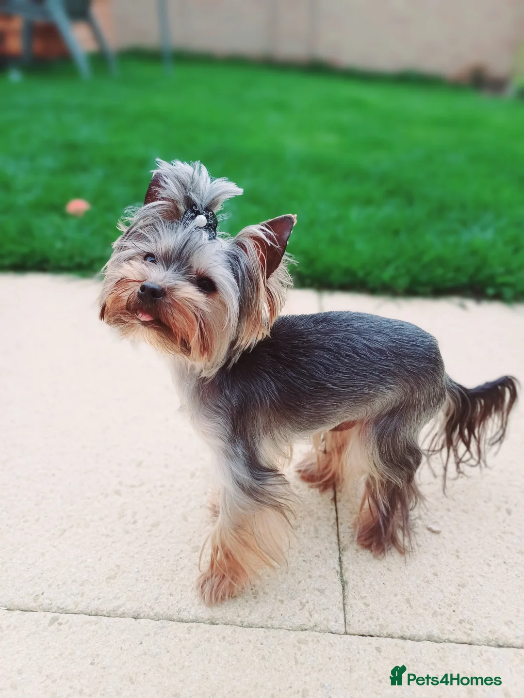 Yorkshire Terrier dogs for stud:  900grams !! The smallest cutest boy in Uk  in Bedford - Advert 14