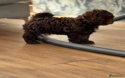 Shihpoo dogs for sale: Outstanding Shihpoo puppies - Image 7