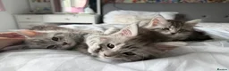 Maine Coon cats for sale: Last Beautiful Maine Coon Kitten Ready Now 🐾 - Advert 5