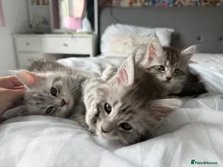 Maine Coon cats Silver Maine Coons ready to leave - Advert 2