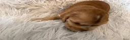 Cocker Spaniel dogs for sale: Show type KC Health tested cockers in Burntwood - Advert 4