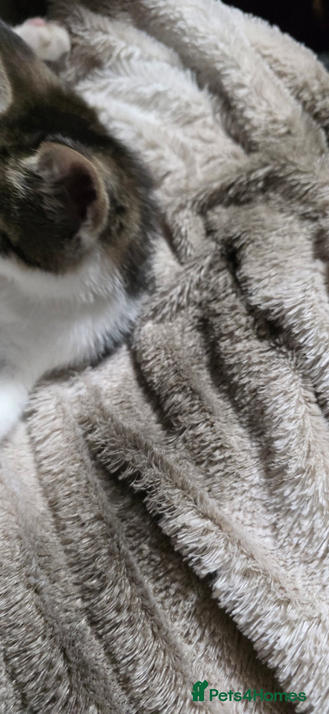 Mixed Breed cats for sale: Friendly playful kittens ready to find thier new  - Image 3