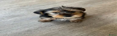 Yorkshire Terrier Puppy 2