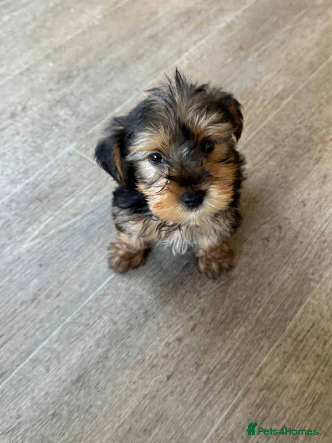 Yorkshire Terrier dogs for sale: Yorkshire terrier - Advert 2