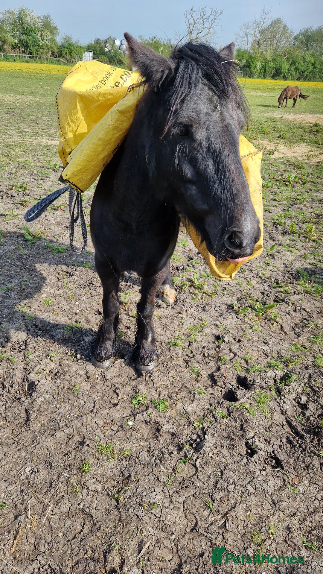Irish Cob horses for sale: Ridden mare with drive potential  - Image 3