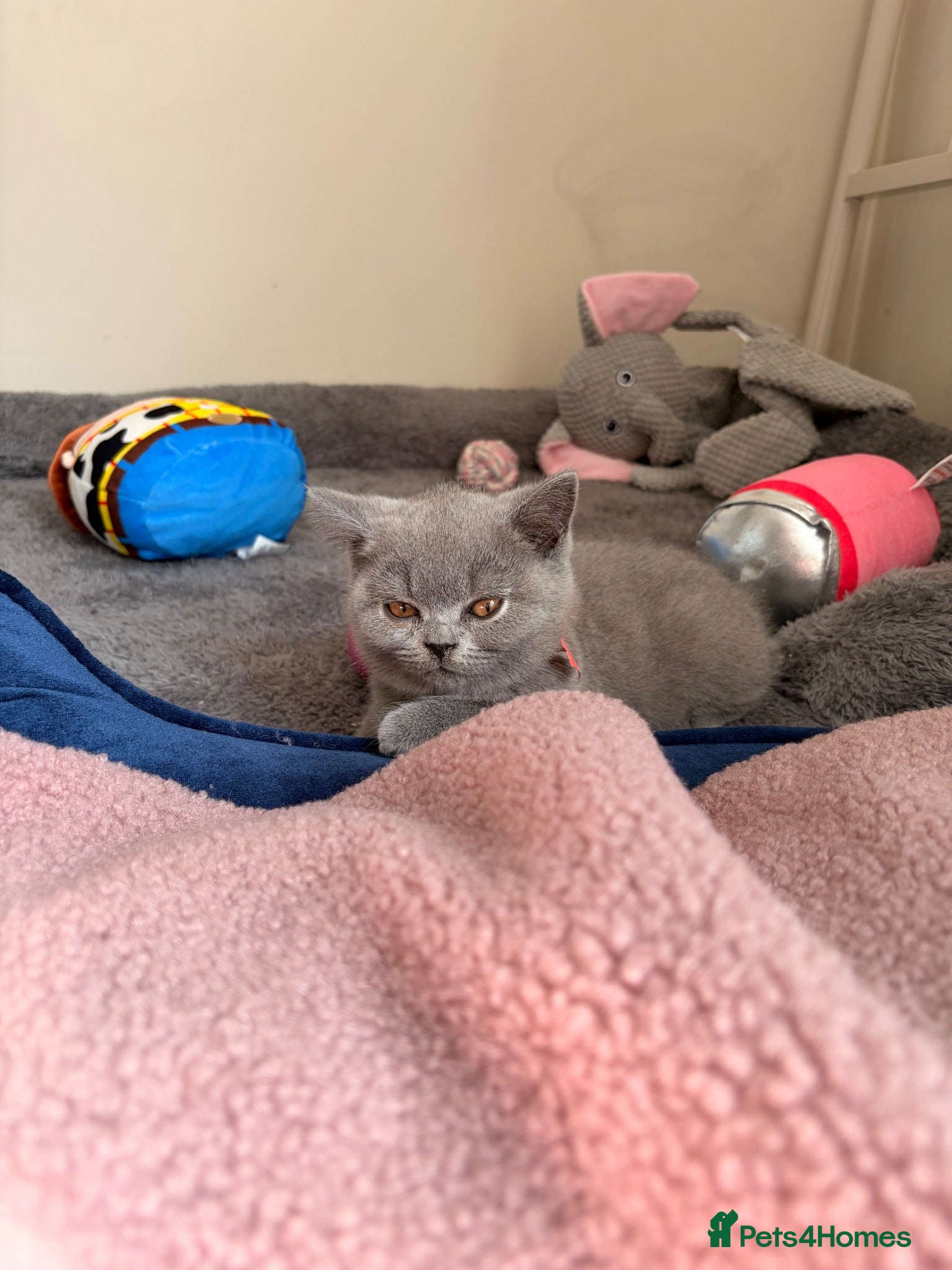 British Shorthair cats Pedigree Blue BSH kittens - Advert 2