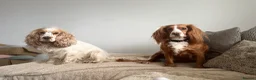 Cocker Spaniel dogs for sale: Cocker spaniel puppies  - Advert 9