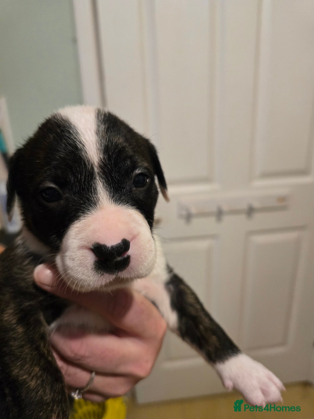 Mixed Breed dogs for sale: Bullmastiff x staff puppies - Image 7