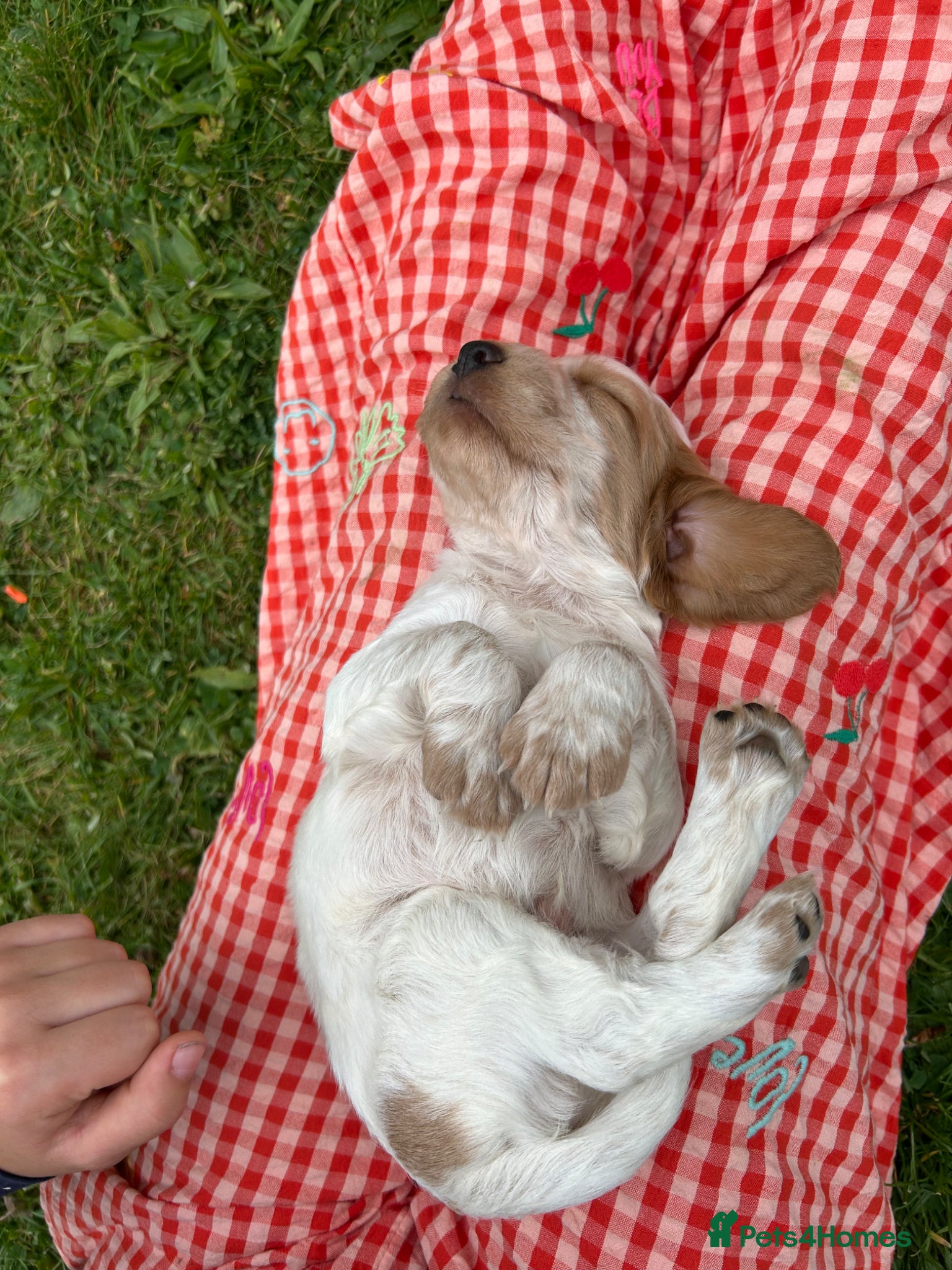 Cocker Spaniel dogs KC Registered Working Cocker Spaniel Puppies  - Advert 7
