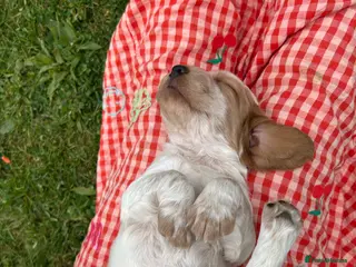 Cocker Spaniel dogs KC Registered Working Cocker Spaniel Puppies - Advert 7