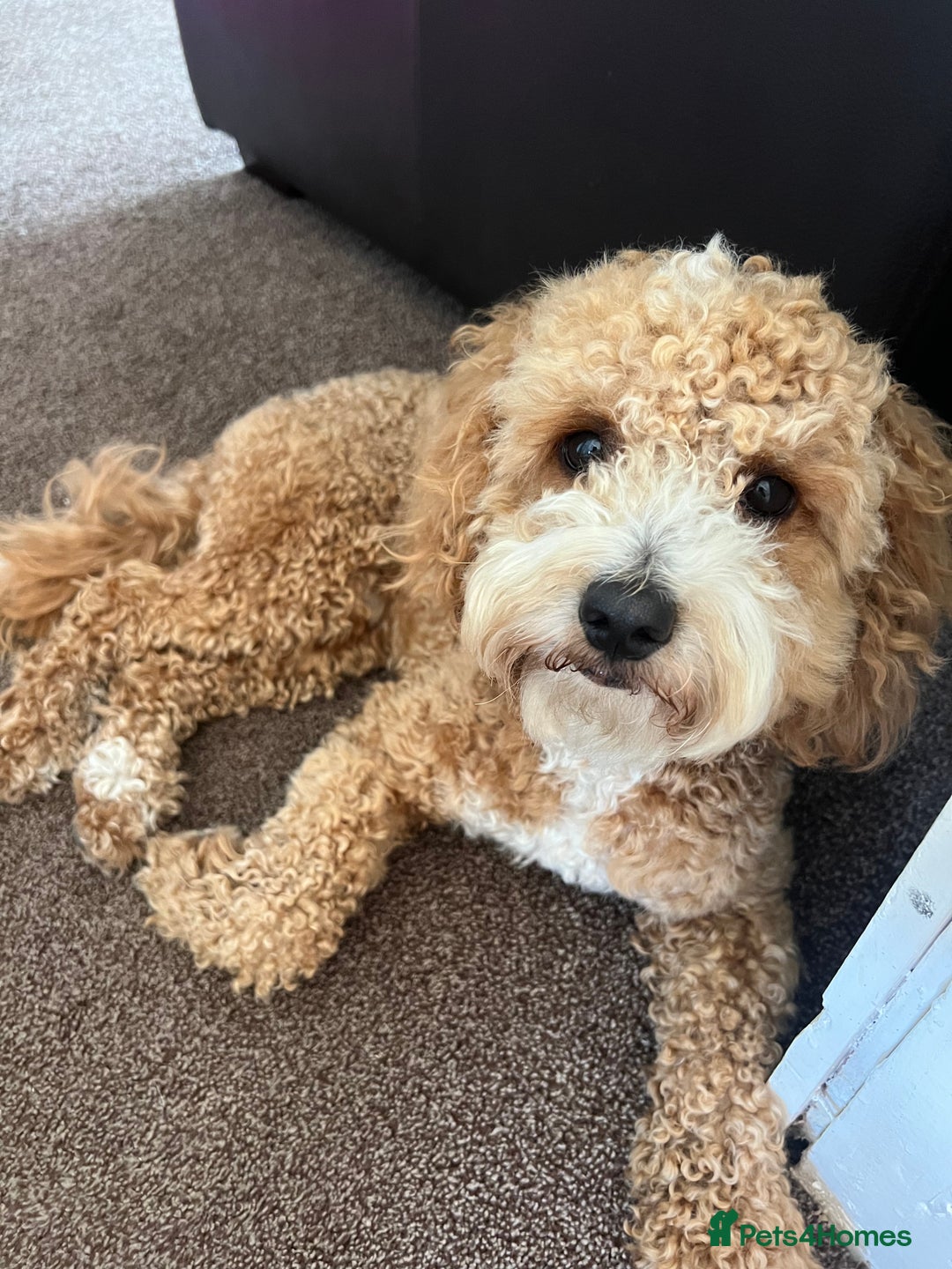 Cockapoo dogs for stud: Bruno  - Image 3