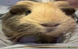 Guinea Pig rodents for sale: 1 male and 1 female guineapig  - Image 5