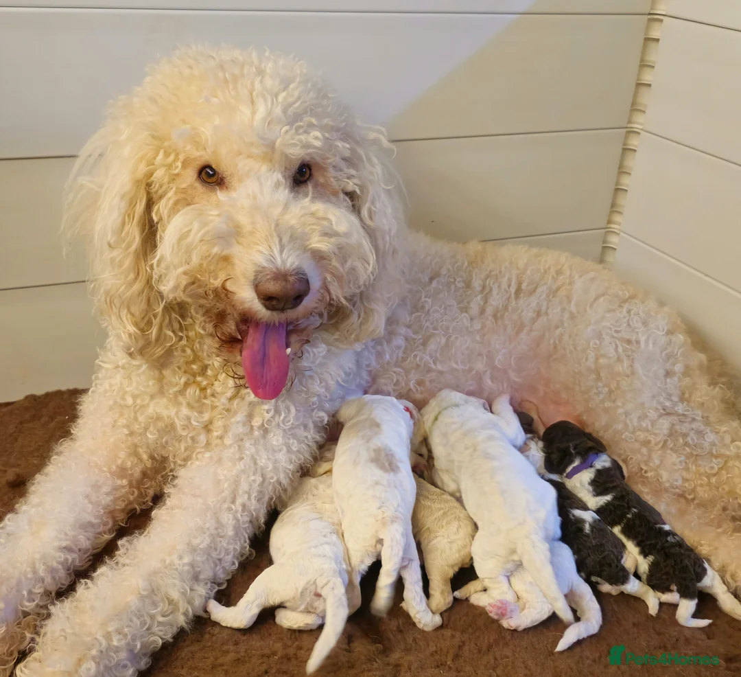 Labradoodle dogs for sale: Stunning standard multi-generational labradoodles  in Northampton - Advert 1