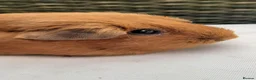 Guinea Pig rodents for sale: Guinea pig females - Advert 4