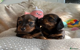 Miniature Dachshund dogs for sale: Top Show Quality KC Miniature Dachshund Puppies - Image 12