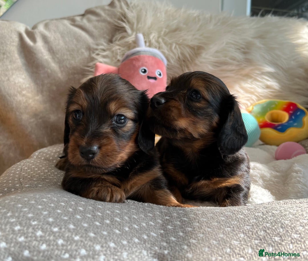 Miniature Dachshund dogs for sale: Top Show Quality KC Miniature Dachshund Puppies - Image 12