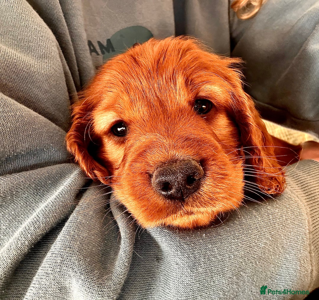 Mixed Breed dogs for sale: Cockapoo/Cavapoo Mix Puppies Available 10 Nov 25 - Image 26